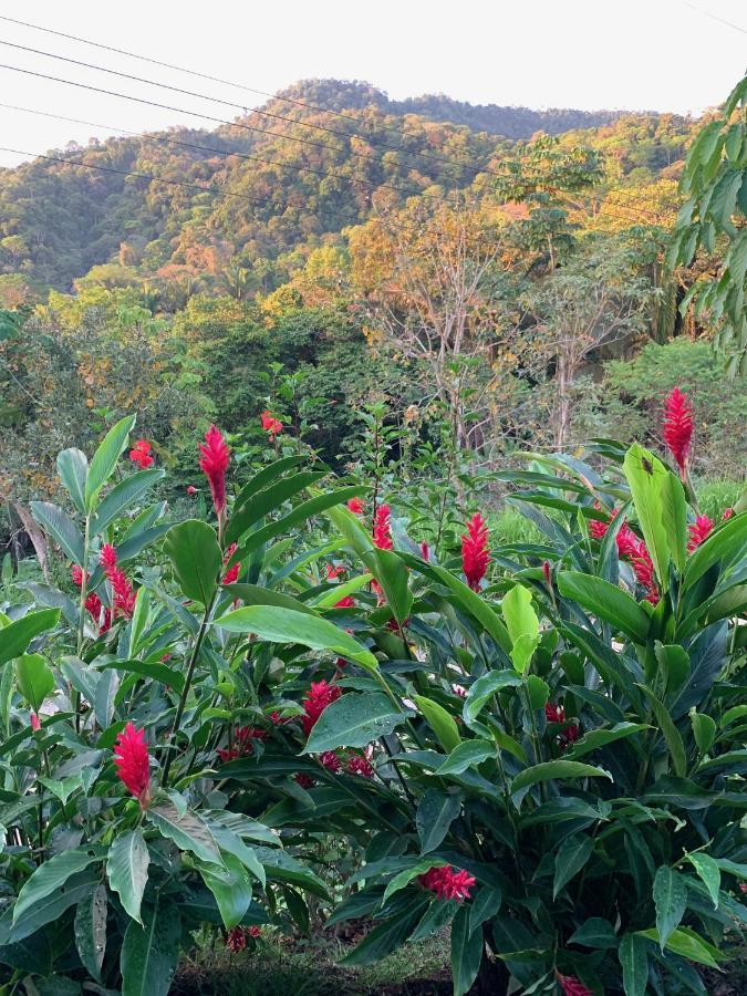 Jungle Home With King Beds -5 Minutes From The Beach Uvita Extérieur photo
